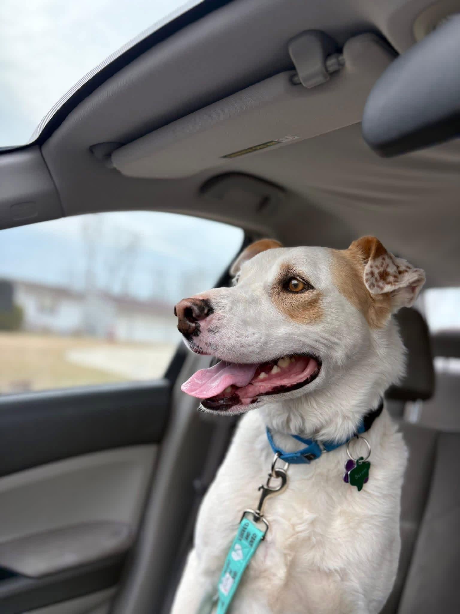 Enlarge Batman, a Adopted Great Pyrenees in New London, WI image 2/3