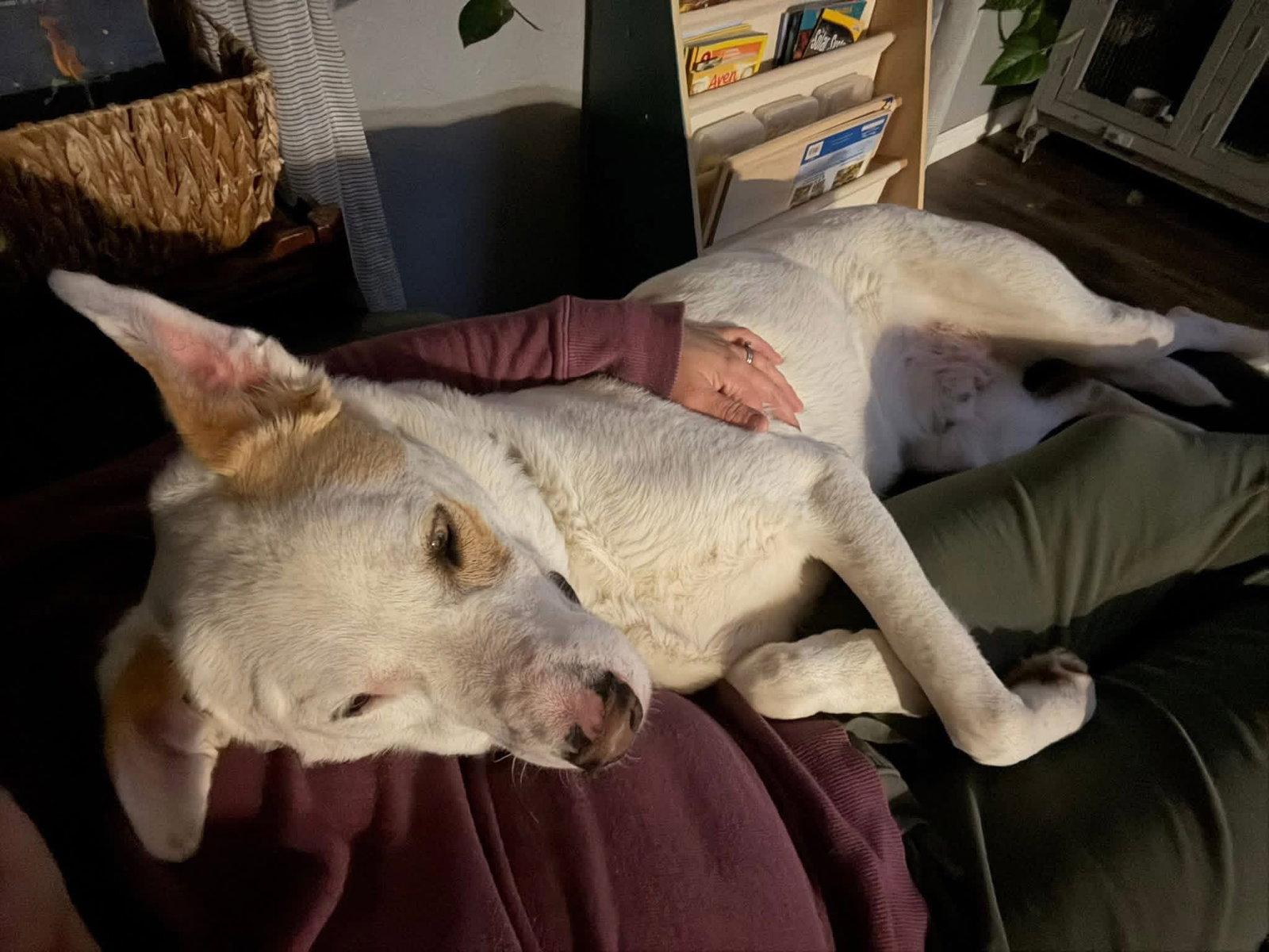 Enlarge Batman, a Adopted Great Pyrenees in New London, WI image 3/3
