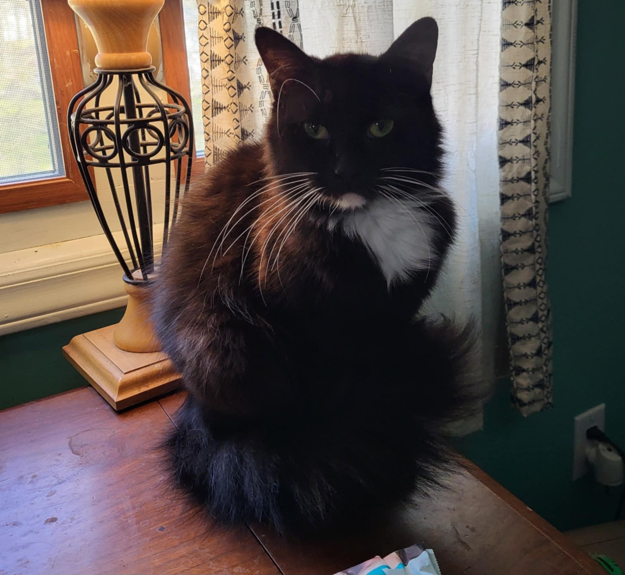 Zoe, Adopted, Young Female Domestic Long Hair.