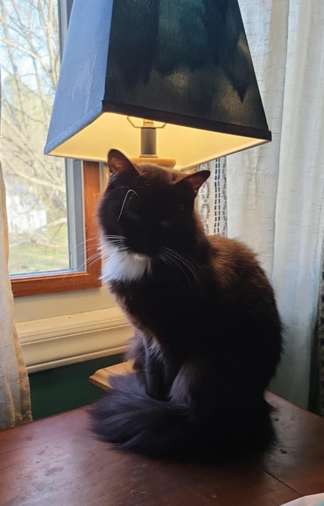 Zoe, a Adopted Domestic Long Hair in Monroe, NC image 2/2