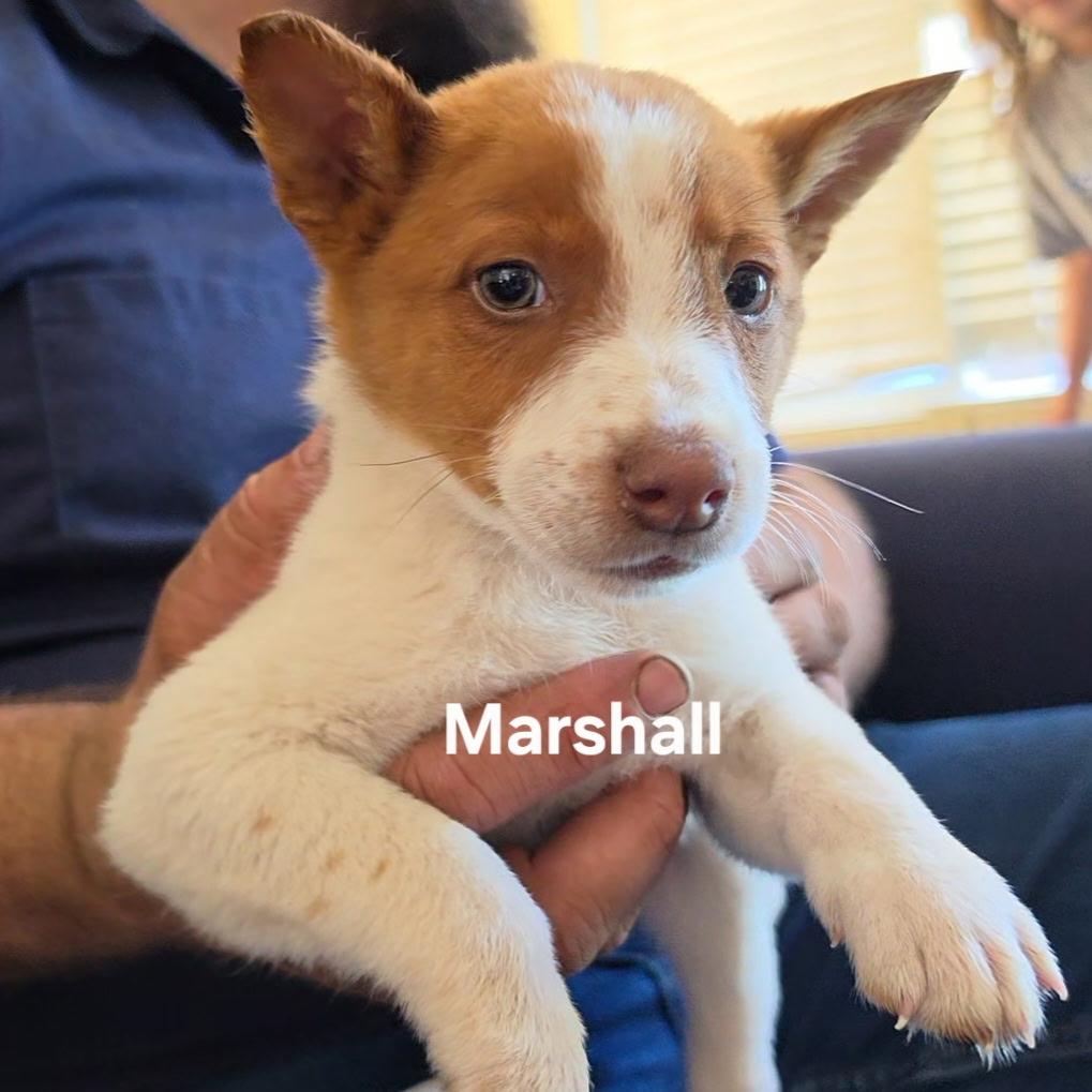 Marshall, ADOPTABLE, Puppy Male Basenji & Australian Cattle Dog / Blue Heeler.