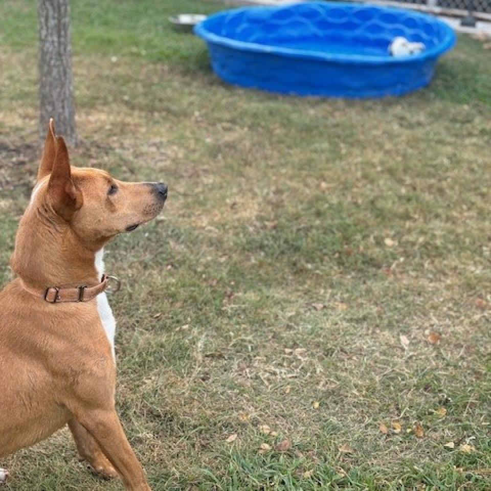 Enzo, a Adoptable mixed breed in League City, TX image 6/6