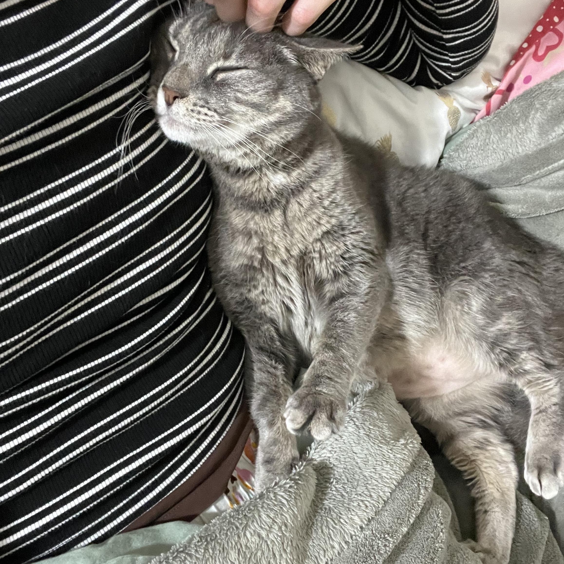 Sky, Adoptable, Adult Female Tabby & Domestic Short Hair.