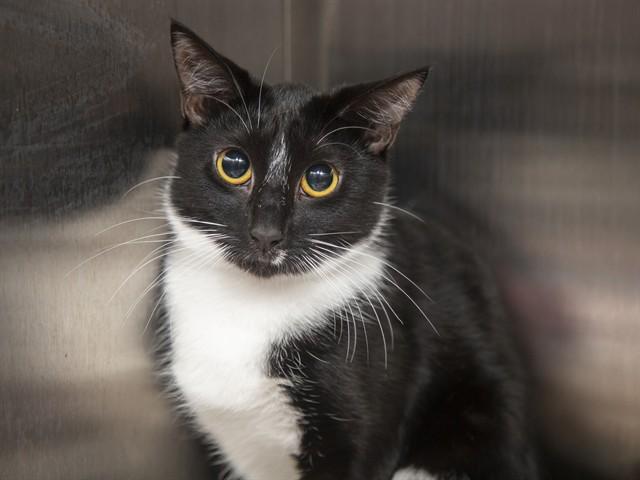 Enlarge GREMY, a Adoptable Domestic Short Hair in Phoenix, AZ image 1/1
