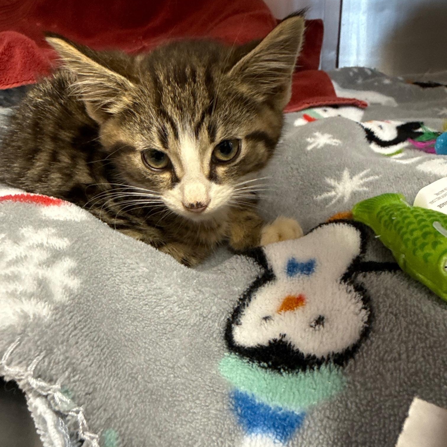 Elias, a ADOPTABLE Domestic Short Hair in Reynoldsburg, OH image 3/3