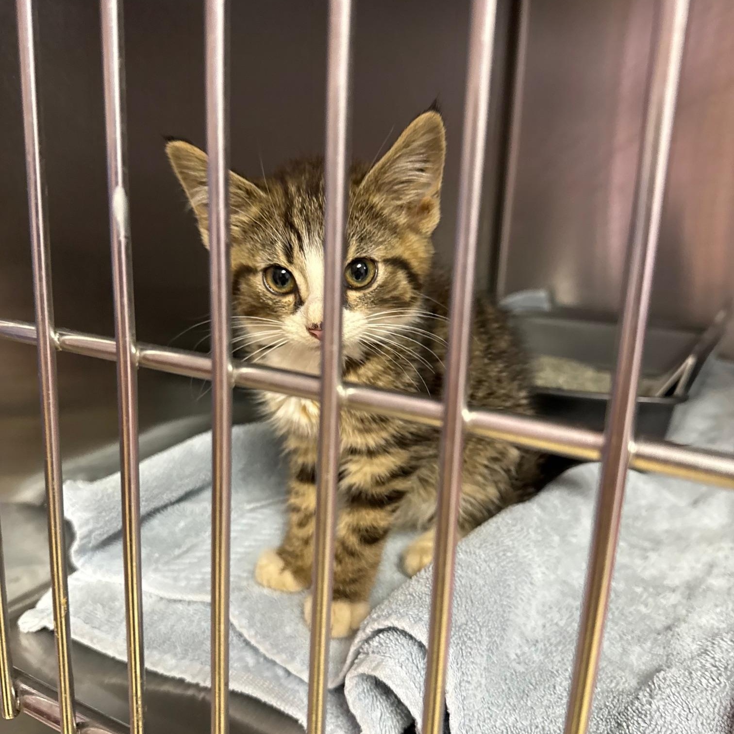 Elias, a ADOPTABLE Domestic Short Hair in Reynoldsburg, OH image 2/3