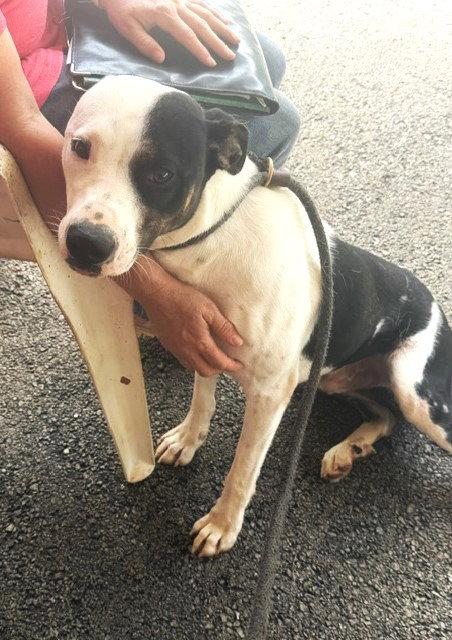 Enlarge Link (dog), a Adoptable Hound in Carrollton, GA image 1/3