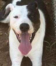 Enlarge Link (dog), a Adoptable Hound in Carrollton, GA image 2/3