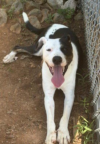 Enlarge Link (dog), a Adoptable Hound in Carrollton, GA image 3/3