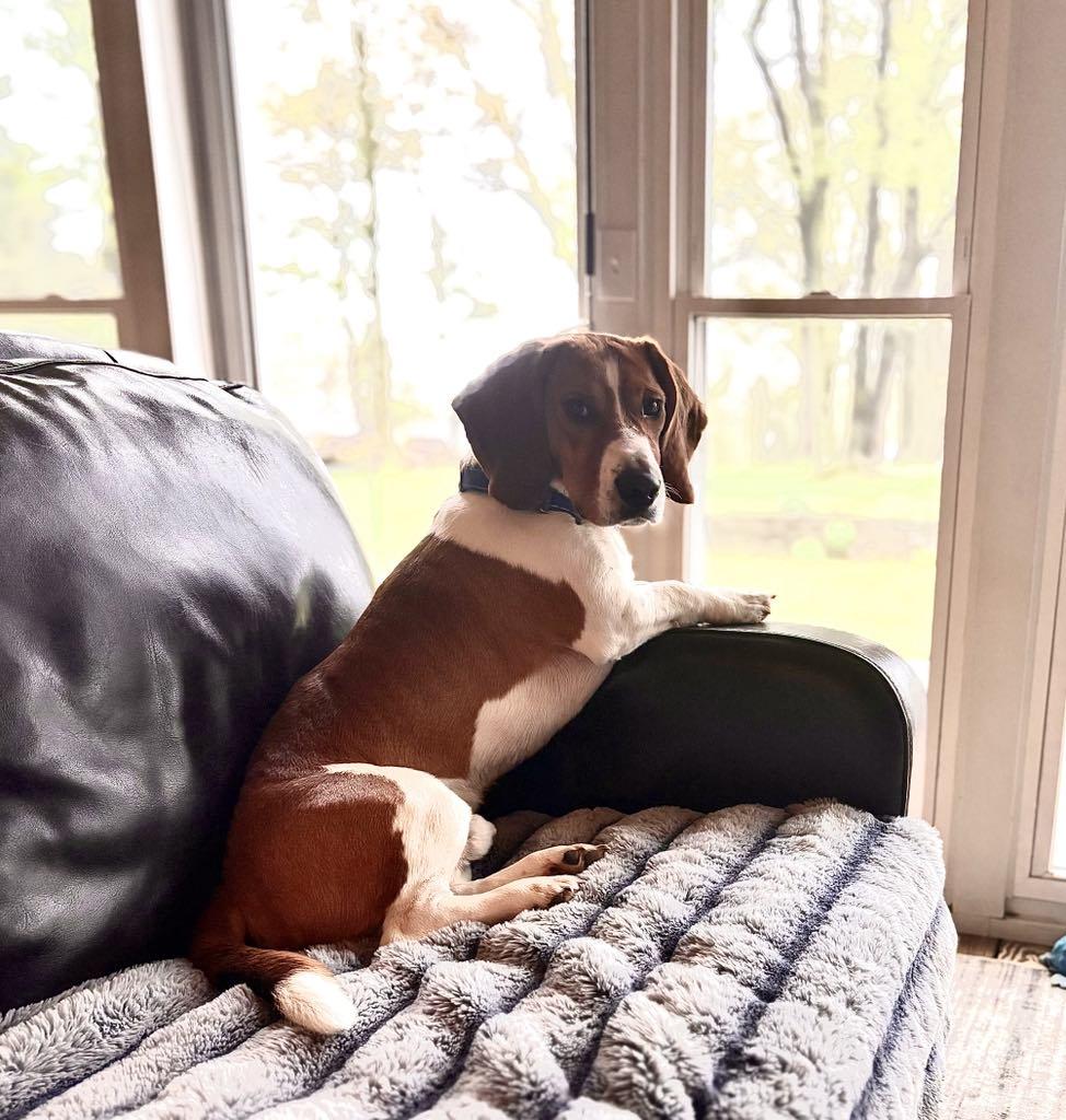 Enlarge MR COPPER-35LBS OF CUDDLY FUN!!, a Adopted mixed breed in McDonald, OH image 2/6