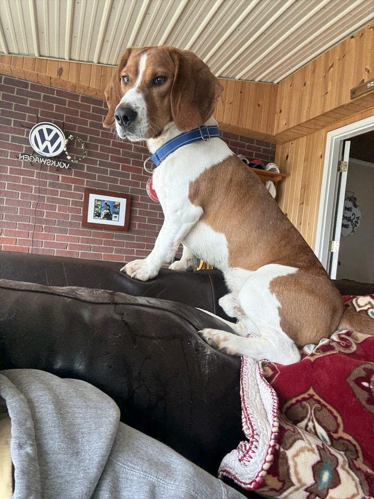 Enlarge MR COPPER-35LBS OF CUDDLY FUN!!, a Adopted mixed breed in McDonald, OH image 3/6