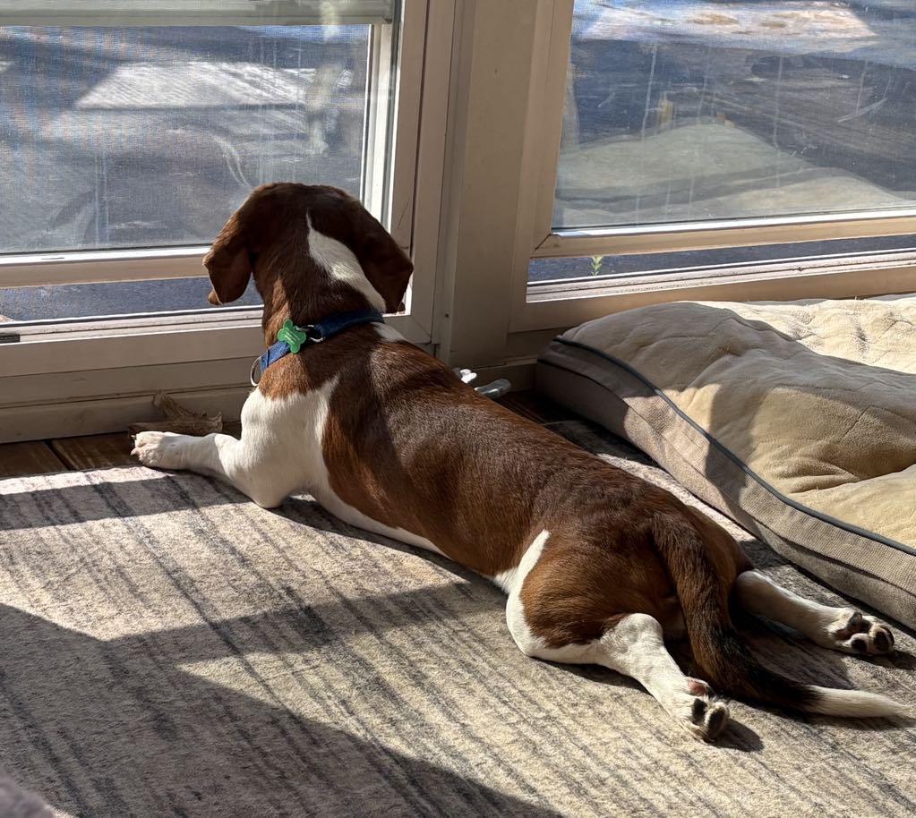 MR COPPER-35LBS OF CUDDLY FUN!!, Adopted, Young Male Basset Hound & Beagle.