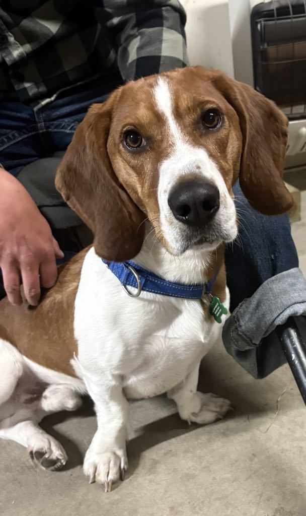 Enlarge MR COPPER-35LBS OF CUDDLY FUN!!, a Adopted mixed breed in McDonald, OH image 1/6