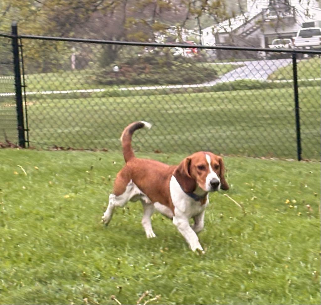 Enlarge MR COPPER-35LBS OF CUDDLY FUN!!, a Adopted mixed breed in McDonald, OH image 5/6