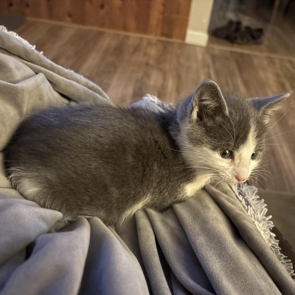 Faye, a Adoptable Domestic Short Hair in Washougal, WA image 1/4