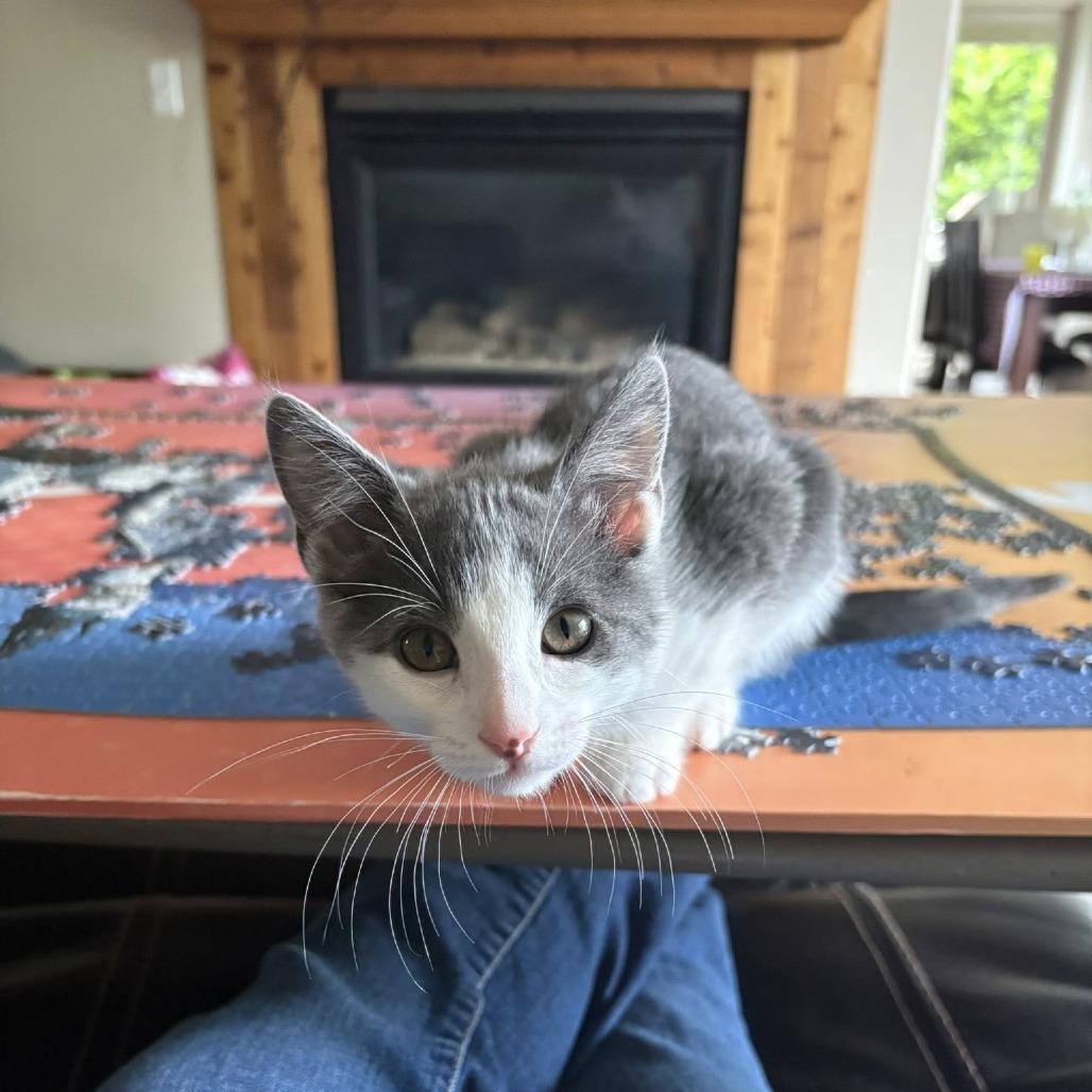 Faye, a Adoptable Domestic Short Hair in Washougal, WA image 3/4