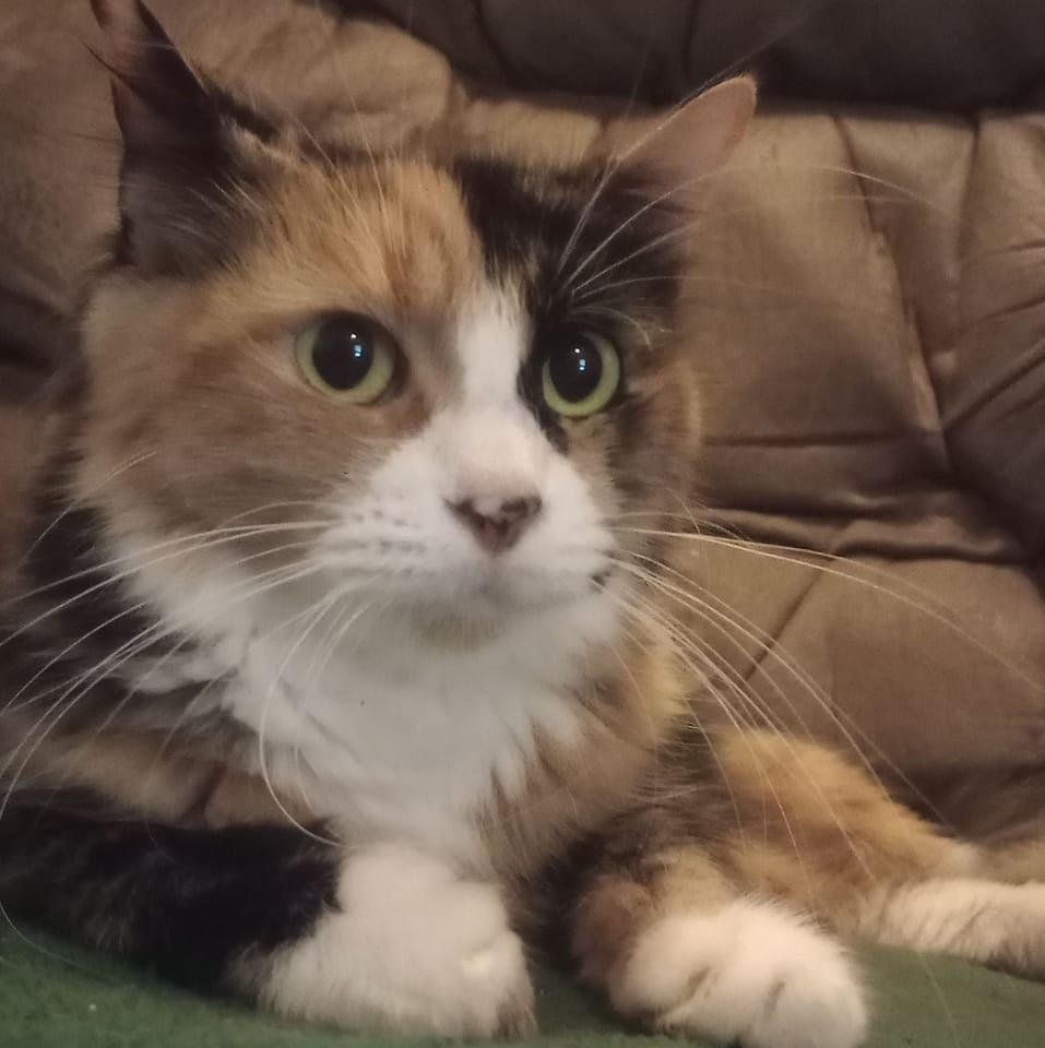 Enlarge CAROLINE, a Adopted Domestic Medium Hair in Mount Pleasant, TX image 1/1