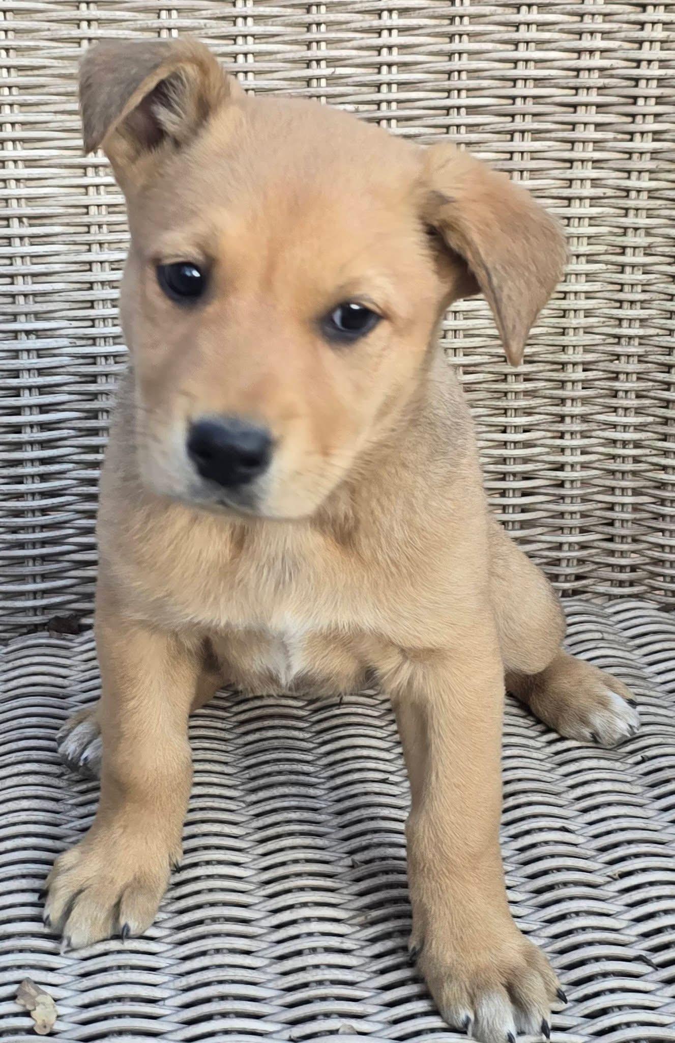 Pineapple — thumbnail 2