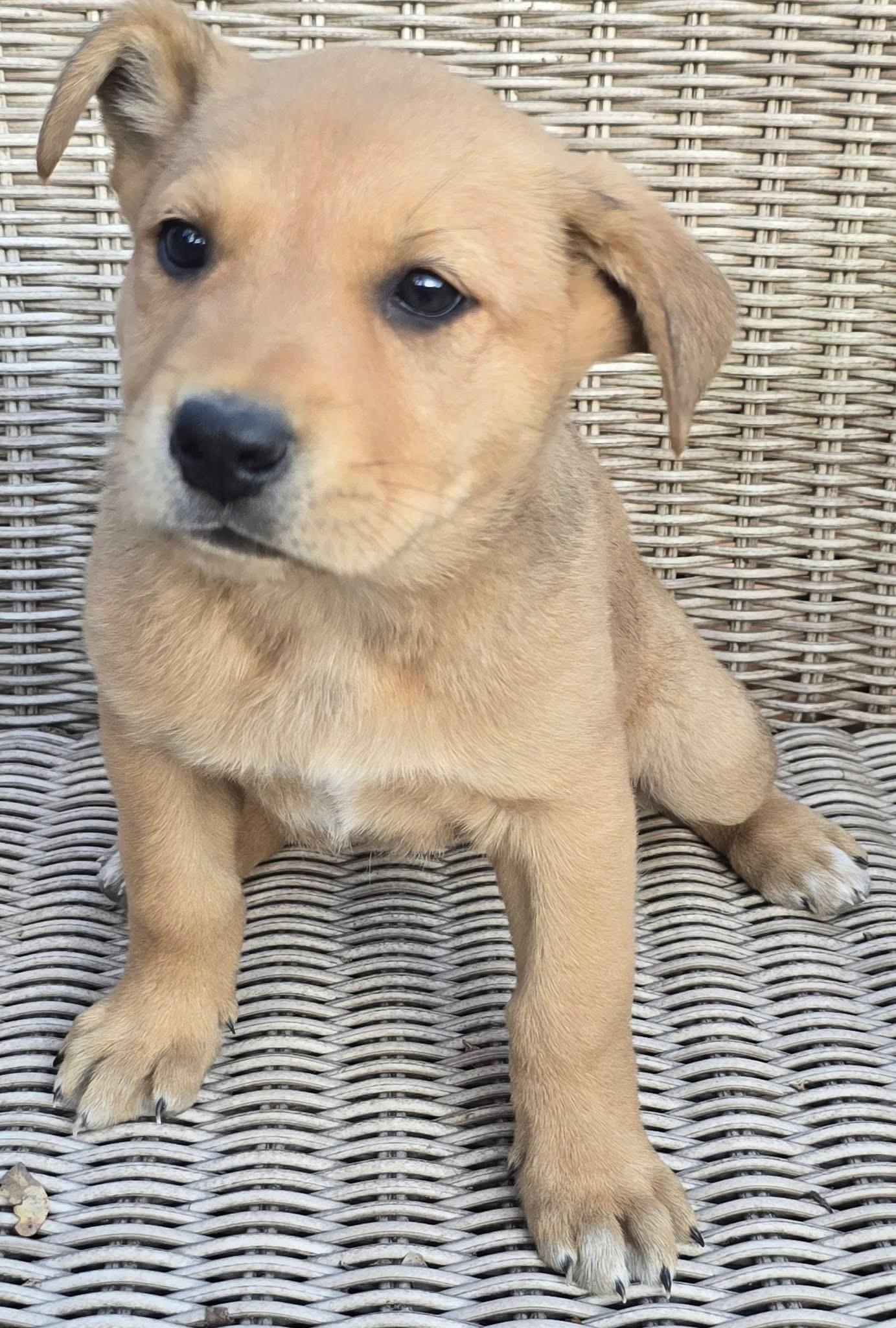 Pineapple — thumbnail 3