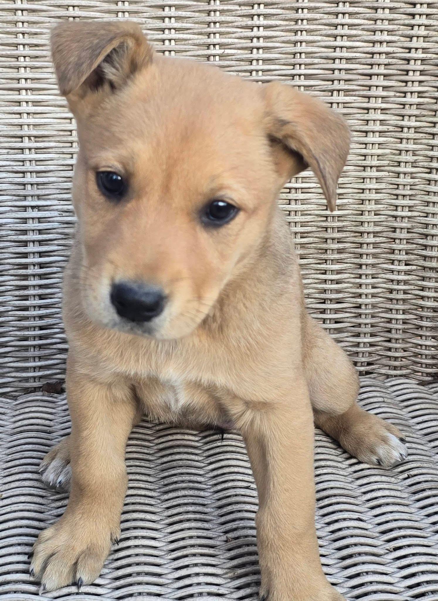 Pineapple — thumbnail 4