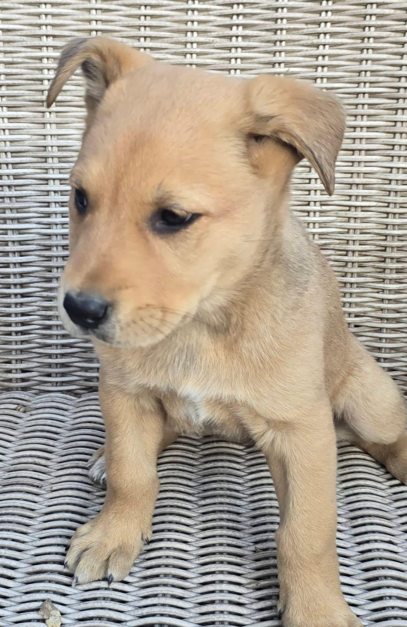 Pineapple — thumbnail 5