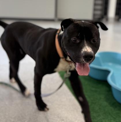 Enlarge Cup-O-Noodles, a Adoptable mixed breed in Valley View, OH image 1/3