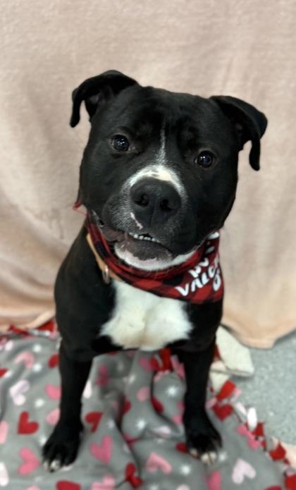 Enlarge Cup-O-Noodles, a Adoptable mixed breed in Valley View, OH image 2/3