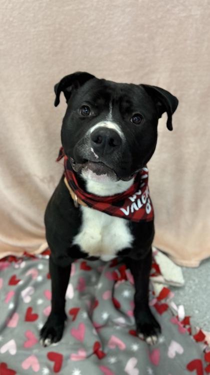 Enlarge Cup-O-Noodles, a Adoptable mixed breed in Valley View, OH image 3/3