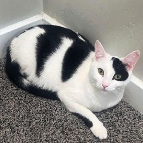 Enlarge Sylveon, a ADOPTABLE Domestic Short Hair in Salt Lake City, UT image 1/2