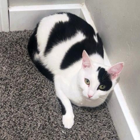 Enlarge Sylveon, a ADOPTABLE Domestic Short Hair in Salt Lake City, UT image 2/2