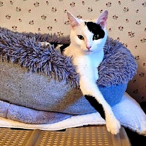 Sylveon, ADOPTABLE, Young Female Domestic Short Hair.