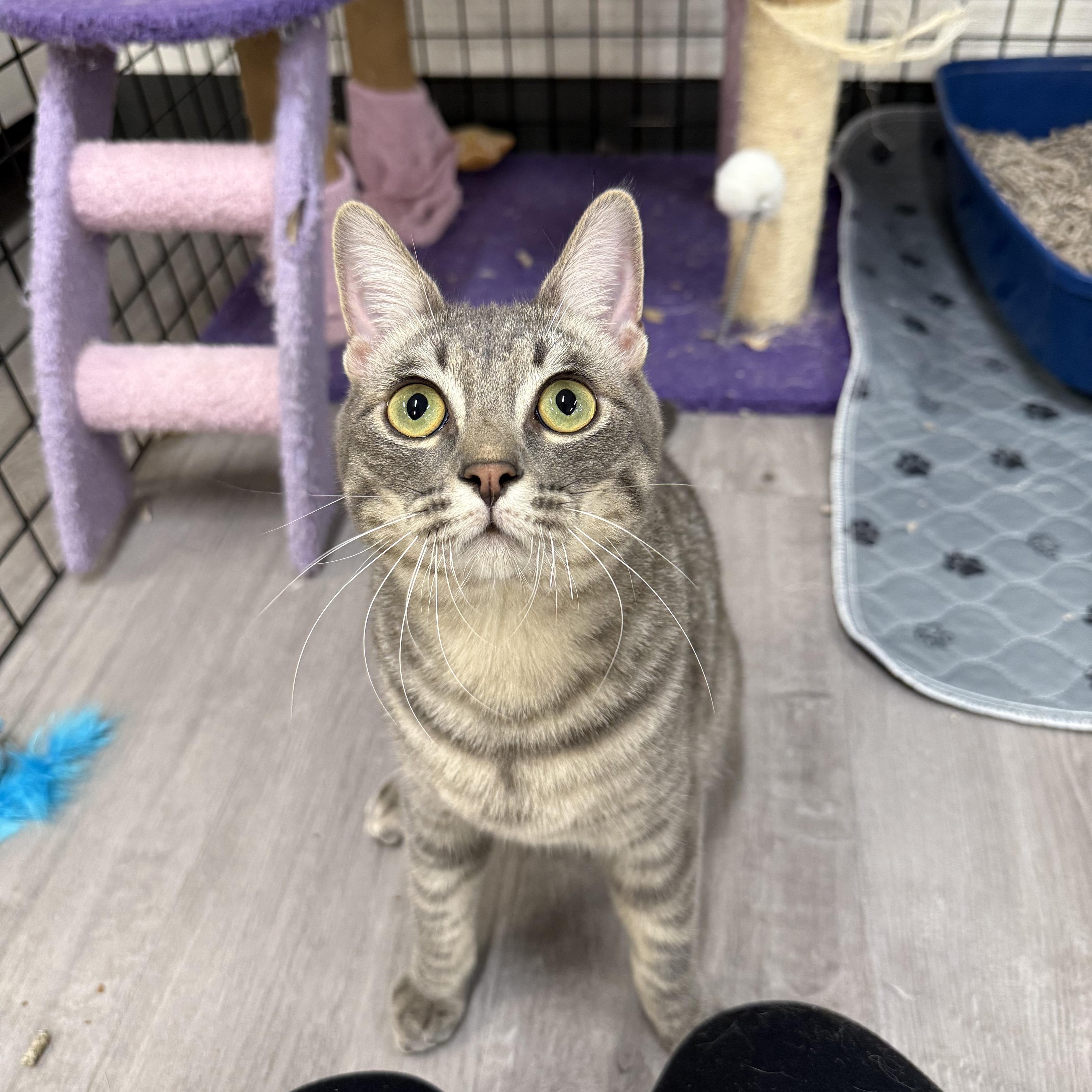 Bowser, a Adoptable Domestic Short Hair in Walnut Creek, CA image 4/6