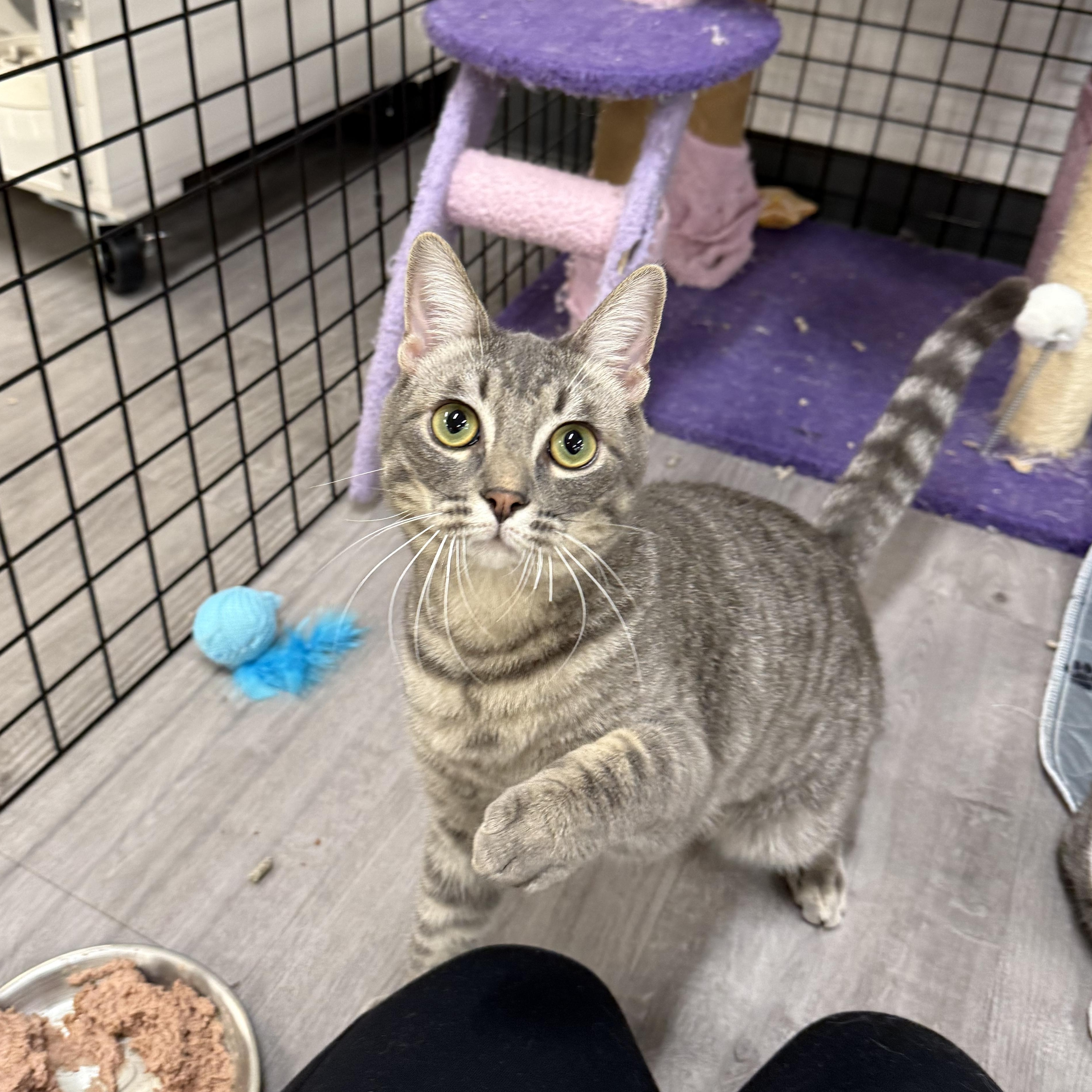 Bowser, a Adoptable Domestic Short Hair in Walnut Creek, CA image 2/6