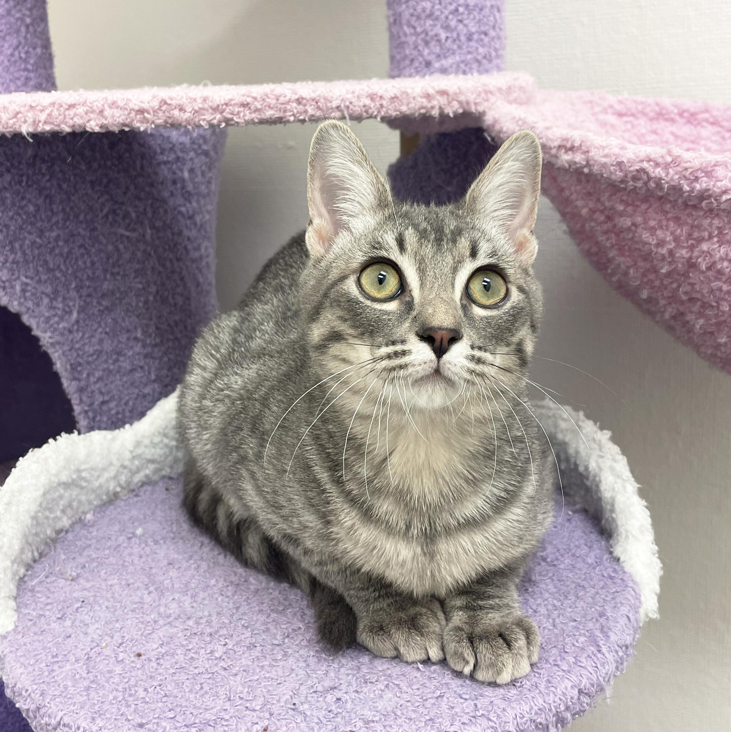 Bowser, a Adoptable Domestic Short Hair in Walnut Creek, CA image 3/6