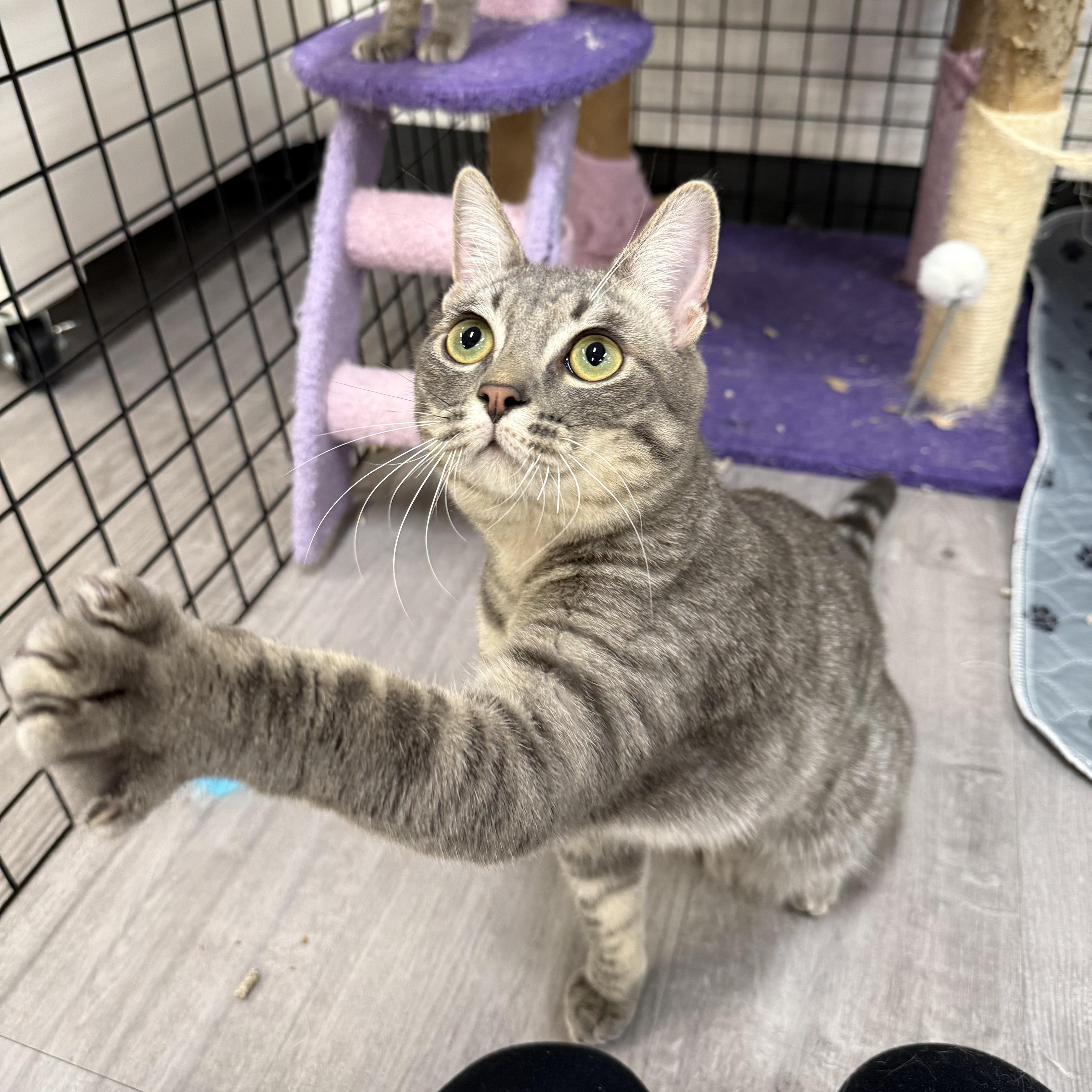 Bowser, a Adoptable Domestic Short Hair in Walnut Creek, CA image 5/6