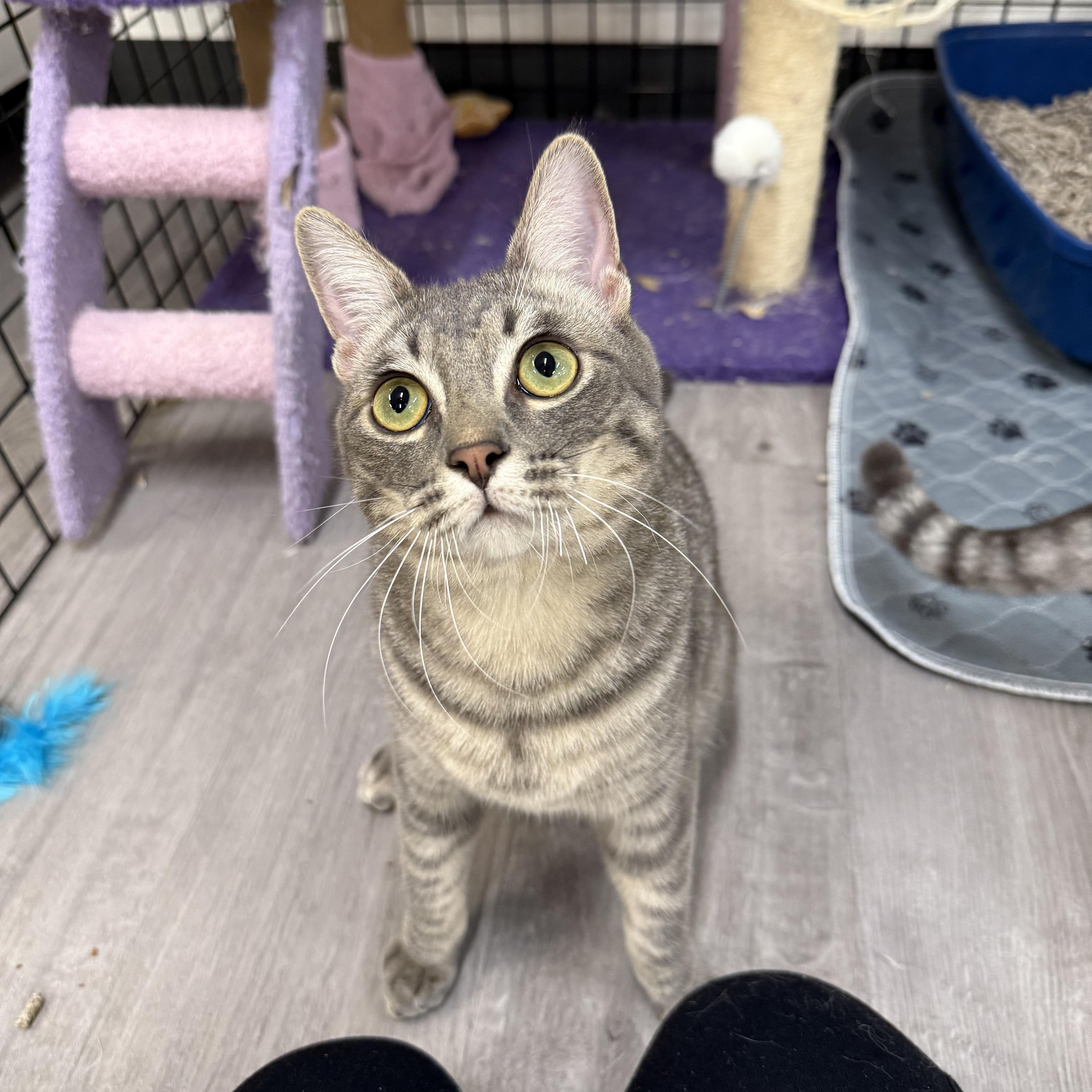 Bowser, a Adoptable Domestic Short Hair in Walnut Creek, CA image 1/6