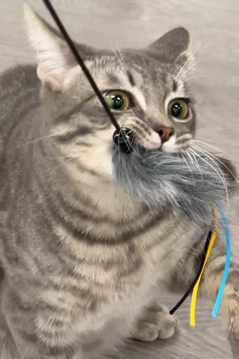 Enlarge Bowser, a Adoptable Domestic Short Hair in Walnut Creek, CA video 6/6