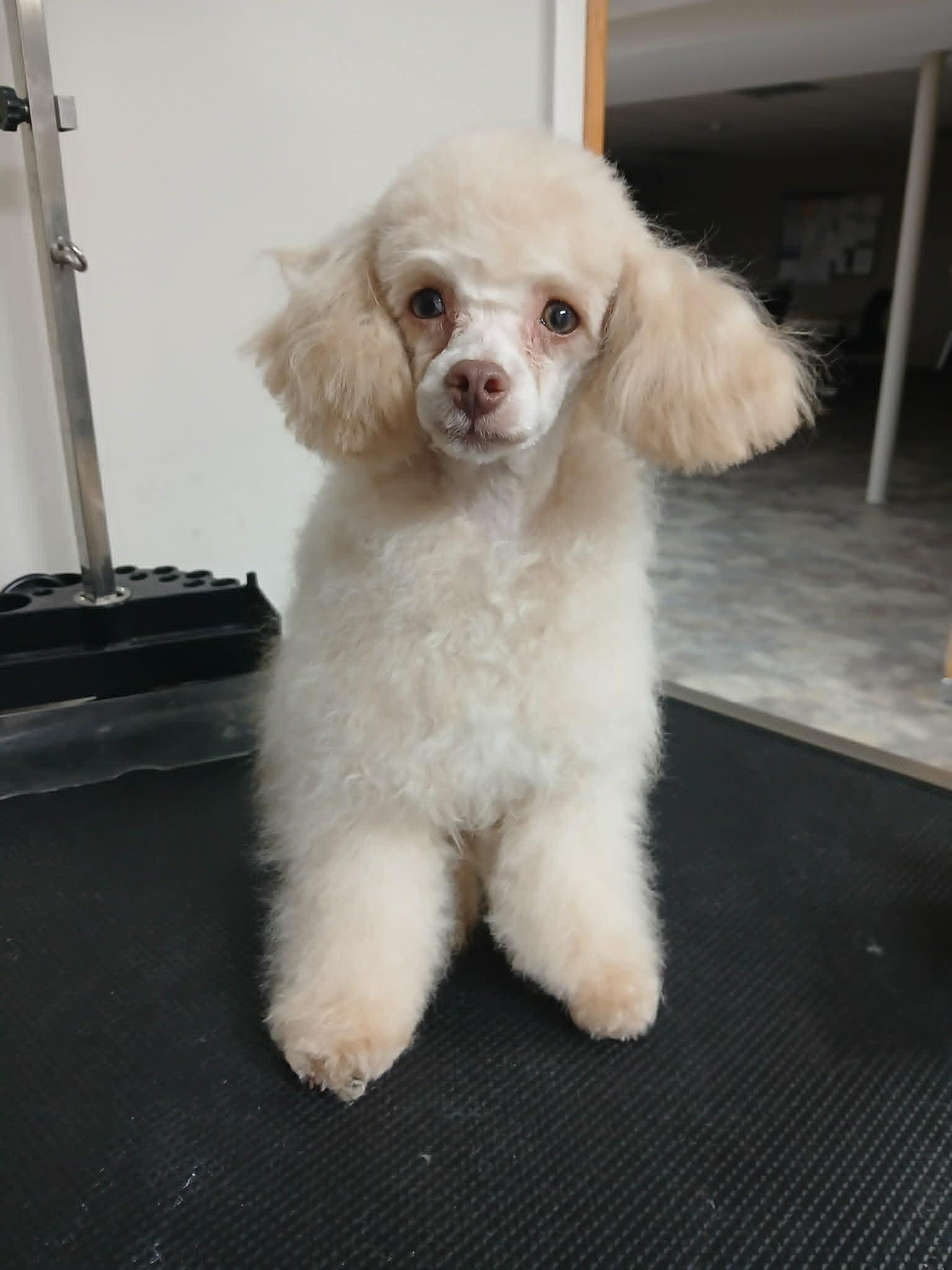 Enlarge Rose Petal, an adopted Miniature Poodle in Vernon, CT image 2/4