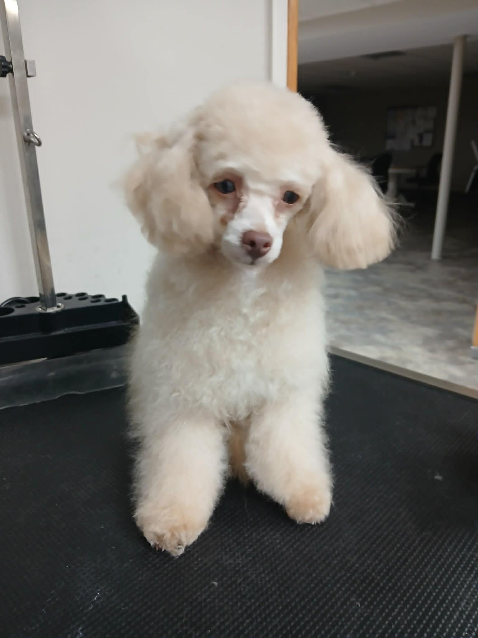 Enlarge Rose Petal, an adopted Miniature Poodle in Vernon, CT image 4/4