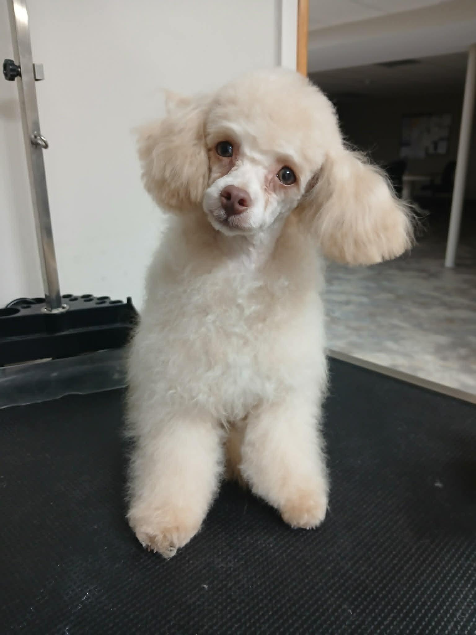 Enlarge Rose Petal, an adopted Miniature Poodle in Vernon, CT image 1/4