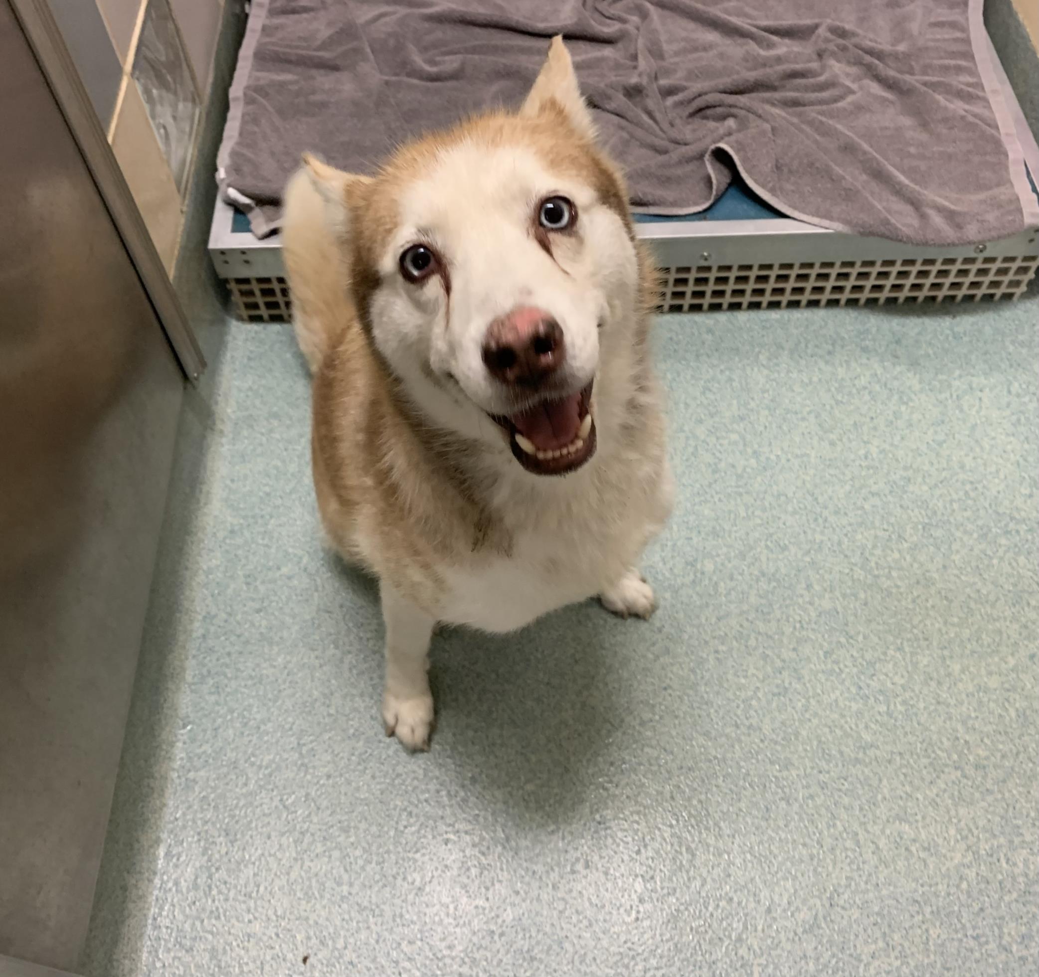 Dog for adoption - Ivey A203141, a Siberian Husky in Plano, TX | Petfinder