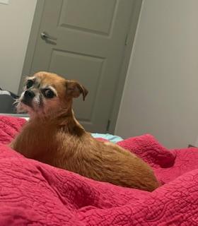 Artie (Arthur), adoptable, Adult Male Pug.