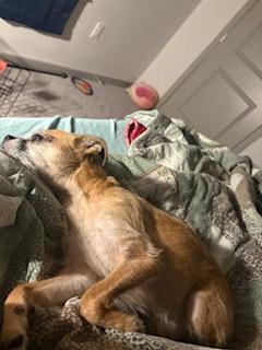 Enlarge Artie (Arthur), an adoptable mixed breed in Franklin, TN image 3/4