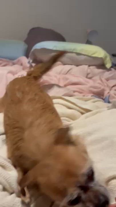 Enlarge Artie (Arthur), an adoptable mixed breed in Franklin, TN video 4/4