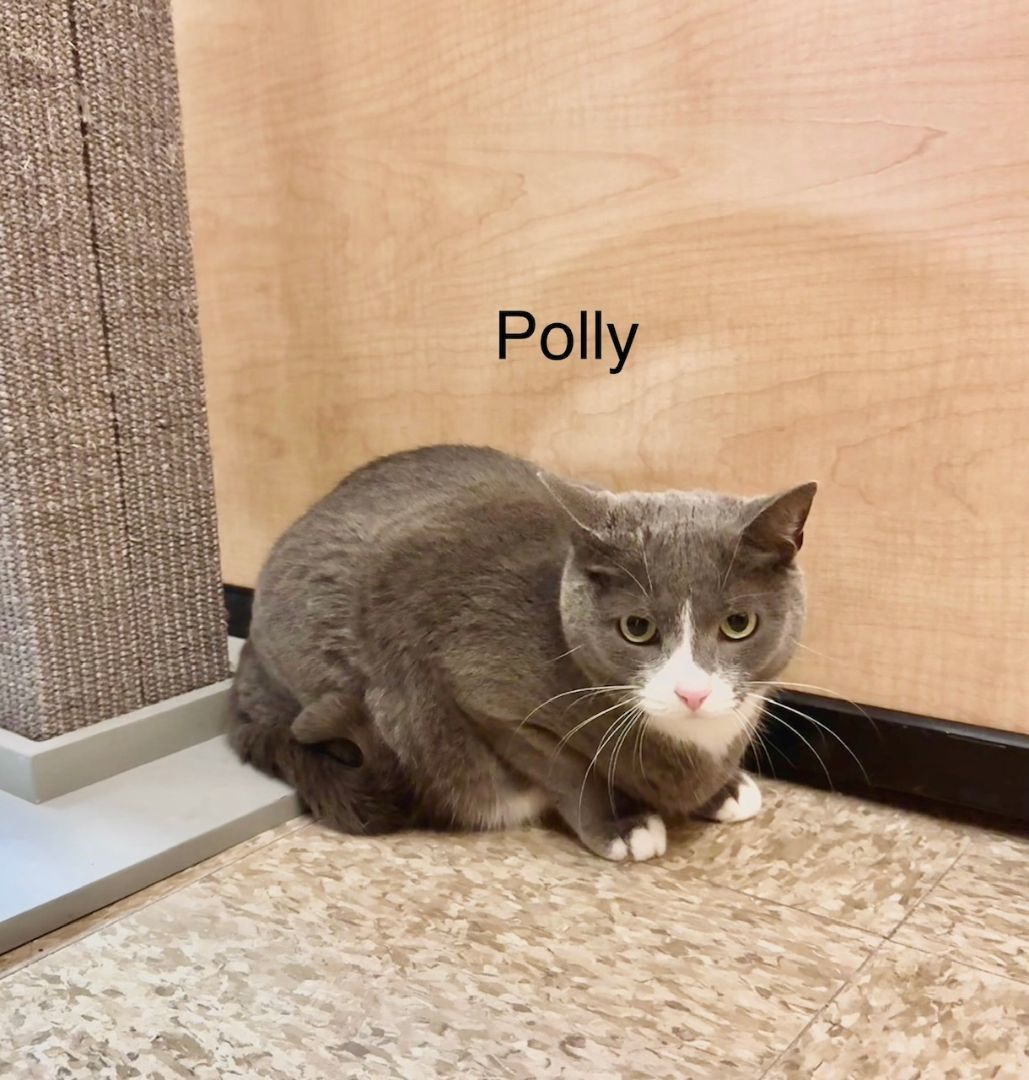 Polly, a Adoptable Domestic Short Hair in Springfield, PA image 1/3