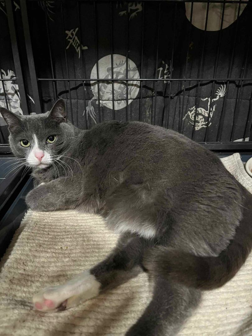 Polly, Adoptable, Adult Female Domestic Short Hair.