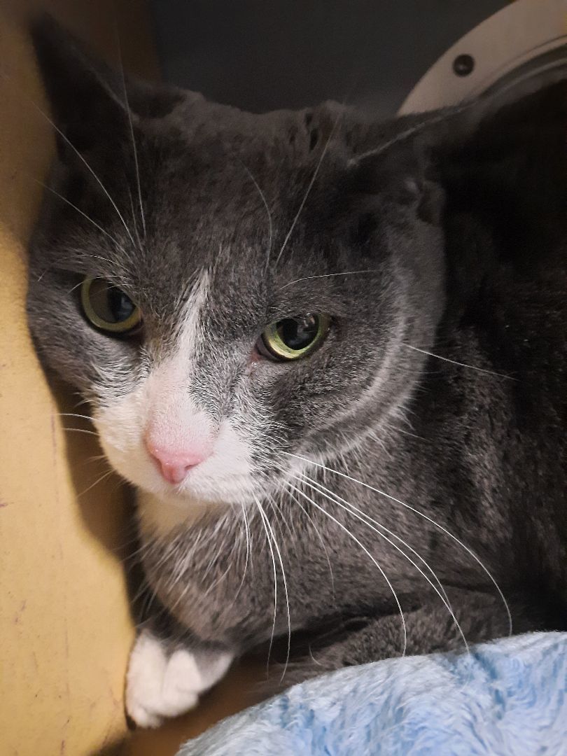 Polly, a Adoptable Domestic Short Hair in Springfield, PA image 3/3