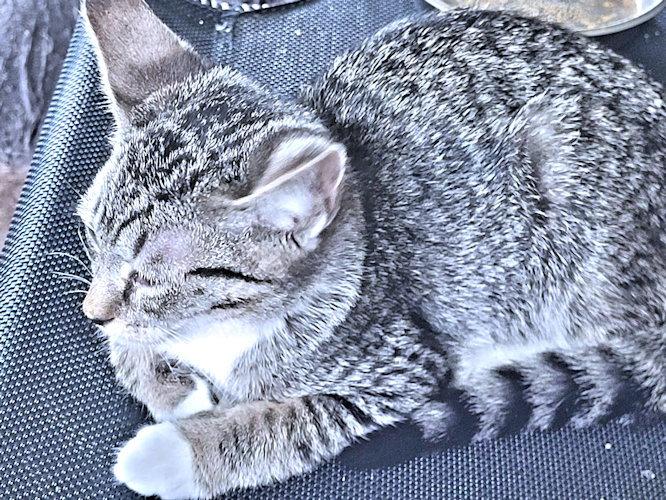Jane, Adoptable, Young Female Tabby.