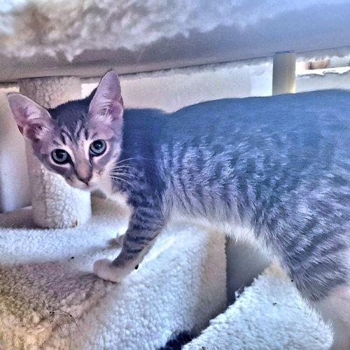 Enlarge Jane, a Adoptable Tabby in Rutherfordton, NC image 2/2