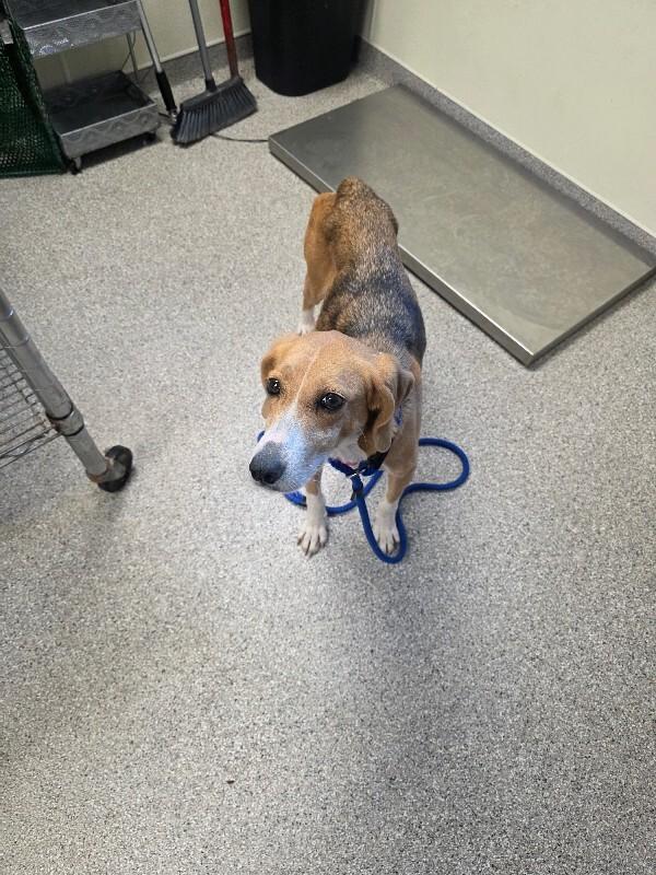 Lexi, Adoptable, Adult Female Hound.